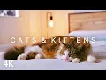 Lagu CATS \u0026 KITTENS in 4K | 2 Hours | Relaxing Ambient Piano Music Cute Pets
