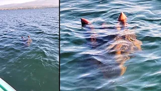 Unknown Ocean Creatures Caught on Camera That Should Not Exist