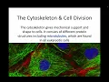 AH Biology 1 5a - The Cytoskeleton Cell Division