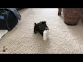 Pee Pad Potty Training Baby Paxton Teacup Yorkie