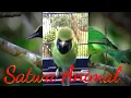 Download Lagu Masteran Burung Cucak Ijo Sang Juara Gacor Ngamuk Full Nembak