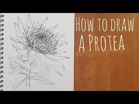 Download MP3 How to draw a Protea