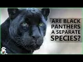 Are Black Panthers Really A Separate Species