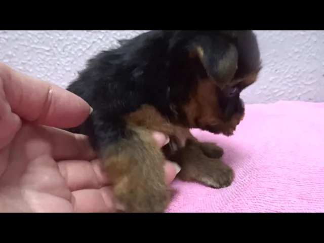 動画