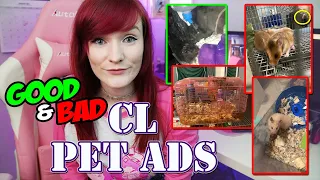 Poor Hamster Care Craigslist Pet Ads Munchie s Place