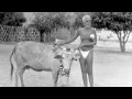 Download Lagu Cow Lakshmi