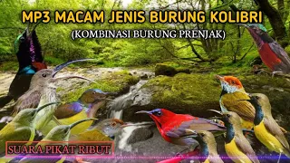 Download suara Pikat segala jenis burung Kolibri ribut MP3‼️ MP3