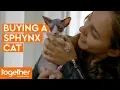 Buying a Sphynx Kitten Ronnie s Animal Crackers