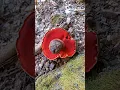 Download Lagu El boletus rojo que se vuelve azul al cortarlo | Boletus luteocupreus #setas