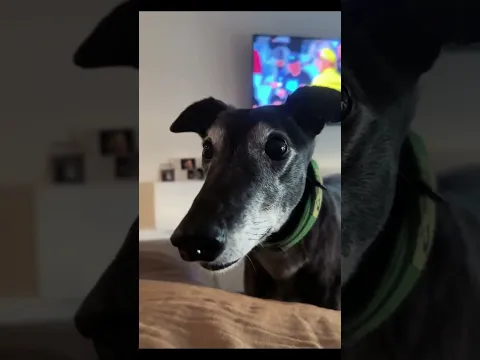Greyhounds doing funny things = instant entertainment!
