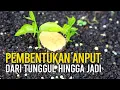 Download Lagu Proses Pembentukan Pohon Bonsai Anting Putri dari Tunggul hingga Jadi