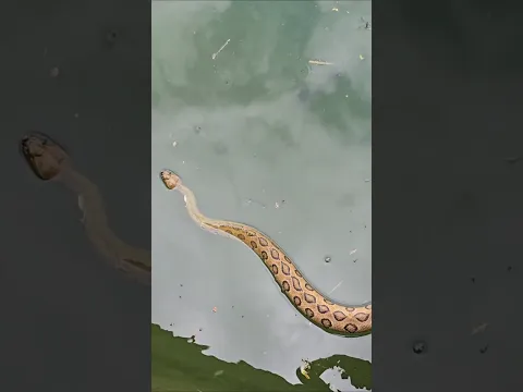 कुए में गिरा जहरीला साँप 😱🐍 #shwetasutarwildliferescuer