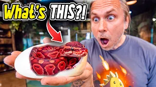 We Cut Open These Snake Eggs… What’s Inside?!