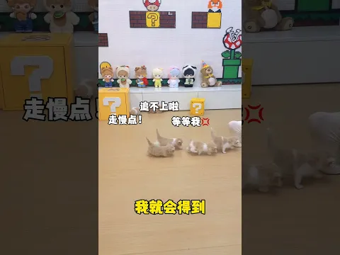 一群小短腿还想赶上我? #小奶猫的成长日记 #铲屎官的乐趣