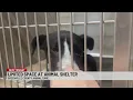 Limited Space At Greenville County Animal Care