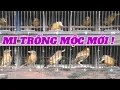 Download Lagu CHIM HOẠ MI TRỐNG MỘC MỚI, CHUẨN NGUỒN XỊN, CỰC TỐ CHẤT, SỐ LƯỢNG CÓ HẠN... #0374961666 #LYHAICHIM