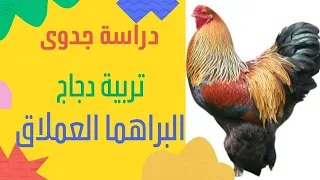 تربية ورعاية دجاج البراهما ملك الدجاج للزينة واللحم دندنها