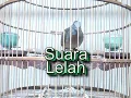 Download Lagu perkutut bangkok suara lelah