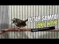 PANCINGAN PENJEBOL BIR4HI SRDC MALAS BUNYI - sikatan rimba dada coklat (cyornis olivacea)