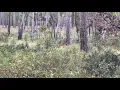 GRIZZLY BEAR ATTACKS DEER