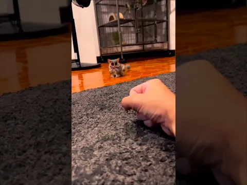 Meet the Cutest Animal You’ve Never Heard Of 🥺 (Bush Baby) #shorts