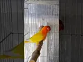 Download Lagu Lovebird Happiness: Creating a Stimulating Cage | Lutino and Parblue #birds #lovebirds #parrot
