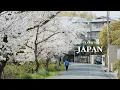 Lagu OSAKA in Spring 🌸 Chasing Cherry Blossoms, Spring Flower Hopping, Hanami | JAPAN VLOG