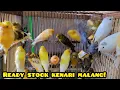 Lagu READY STOCK KENARI MALANG!! #kenarimania #grosirkenari #kenarigacor 