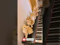 Kucing lucu 🐱 nang ning nang ning nang #cat #kucinglucu #shortvideo #shortsviral #fypシ゚viral