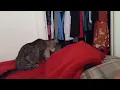 Venus for Adoption Loves Playing Purring Wichita Animal Action League WAAL