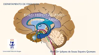 MÓDULO 2   Aula 2   Eixo Hipotálamo   Hipófise