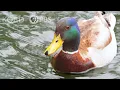 Download Lagu What Actually Makes Water Roll Off a Duck's Back? | Deep Look