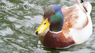 Download What Actually Makes Water Roll Off a Duck's Back | Deep Look MP3