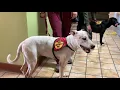 Pet A Pup - Odessa Texas