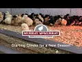Starting Chicks for a New Season McMurray Hatchery