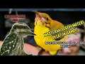 Download Lagu MASTERAN SOGON MATERI PELATUK SAMPIT / BERAS || SOGON ISIAN PLATUK SAMPIT NEMBAK PANJANG