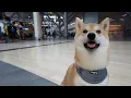Download Lagu Fly with My Shiba Inu