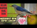 Download Lagu CARA MERAWAT BURUNG RAMBATAN PARUH MERAH AGAR CEPAT GACOR