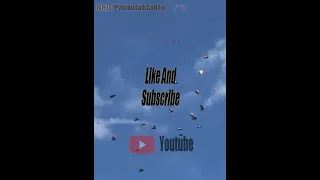 kamustahin natin ang ating mga kalapati sa gabi gabinglagim 