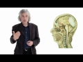 Download Lagu Steven Pinker: Linguistics as a Window to Understanding the Brain | Big Think