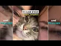 Download Lagu OCEAN EYES || free xml file persent 🔰 link in discription 🥀 Alight motion 