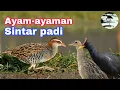 Download Lagu Suara pikat burung Ayam-ayaman dan Sintar padi