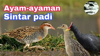 suara pikat burung ayam ayaman dan sintar padi