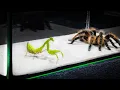Download Lagu WHAT WILL BE IF THE MANTIS SEES THE BIG SPIDER