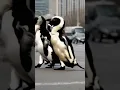 Download Lagu 60 Minutes: The daily penguin crossings of Bluff, New Zealand