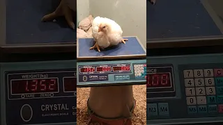 عمر    يوم ماشاءالله دندنها