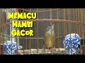 Wambi Mini Extra Gacor Cocok Buat Masteran Burung