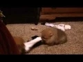 Pomeranian puppies play tug of war Single sock solutions