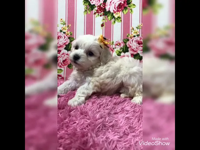 動画