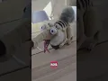 It s the Goin Nutz Scrat